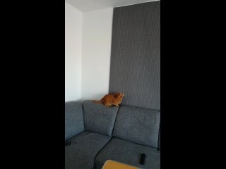 Для котов в Химках отличная идея ковер когтеточку на стену повесить