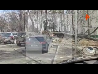 Из-за сильного ветра дерево упало на машину в Москве, а МЧС призывает оставаться в помещении