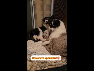 Видео от Bigdog_ekb Помощь собакам, попавшим в беду