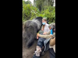 Самец гориллы может внушить почтение и страх! Конечно, при таком лице, массе в 150 кг (средняя), и ширине плеч в метр!