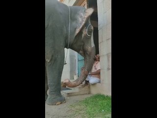 Индийские дрессировщики могут «разговаривать» со своими слонами. С любимыми тренерами гиганты пищат как малыши.