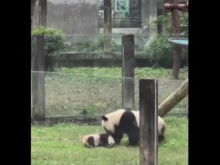 Панда учит детеныша лазать