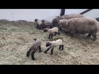 Видео от Министерство сельского и рыбного хозяйства РК