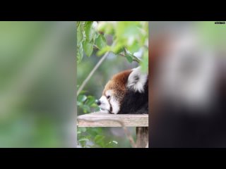 Красная панда видимо пообедала чем-то вкусным  милые животные
