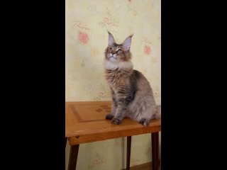 Видео от Кошки мейн кун в Перми. Питомник DELEKA RIFEY