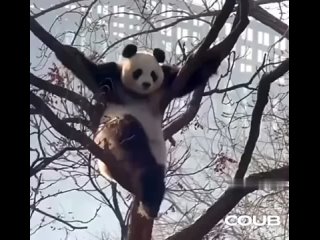 Panda aerial gymnastics on a tree