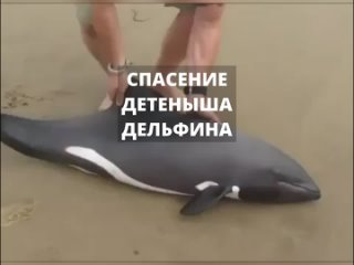 спасение детеныша дельфина