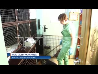 Живодер из Шатковского района признался, что избил и выкинул собаку в мусорный бак