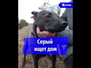 Пес Серый ищет дом