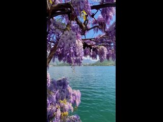 Blooming wisteria near Lake Como, Italy