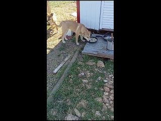 Видео от Щенки Котята Собаки Кошки Севастополя Симферопол