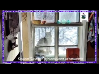 Любопытная рысь пришла в гости к смотрителю заповедника.  Красавица поиграла в гляделки с госинспектором на Камчатке и... (видео)