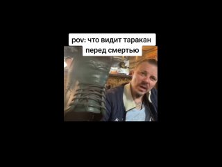 Что видит таракан перед смертью