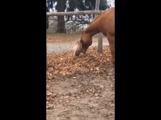 Сняли на видео нежные отношения коня и собаки