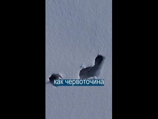 Волки роют туннели в снегу