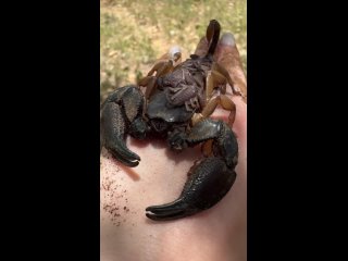 Маленькие скорпионы после рождения первую неделю своей жизни проводят на спине у матери.