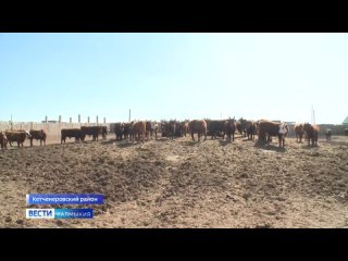 Более 100 млн. руб – сумма господдержки животноводов Калмыкии, занимающихся откормом молодняка КРС мясных пород