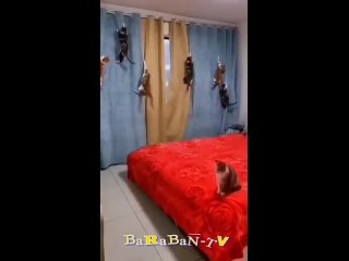 Vidéo rigolote avec des bêtises de chats et chatons pour la bonne humeur 😀😻