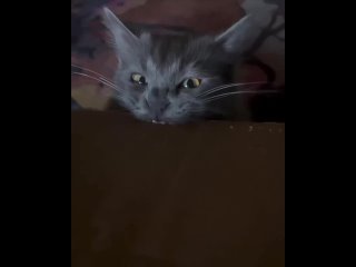 Видео от Коты приколы шерстяных•юмор