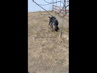 Video by Передержка собак - Холодный нос