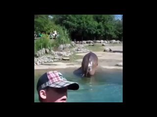 Бегемот развлекает посетителей зоопарка