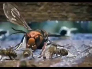 На шершня, который убивает медоносную пчелу, нападают другие медоносные пчелы