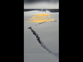 Волки роют туннели в глубоком снегу в китайском Синьцзяне
