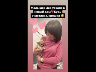 Видео от Щенки Чихуахуа @malysh_chikh