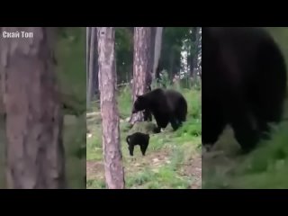 Когда КОШКИ почуяли силу! Кошки против Лис, Тюленей, Енотов, Медведей, Собак