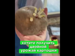 Про посадку картофеля 🥔