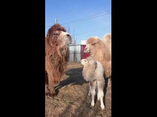 Семейство верблюдов из барнаульского зоопарка вышло на свою первую прогулку в новом составе