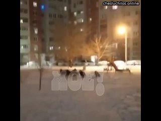 В Воронеже мужчина спас женщину от разъяренной своры собак  Местный житель вышел во двор и увидел ка