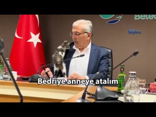 В турецком городе Бейкоз кошечка залезла на мэра города во время совещания