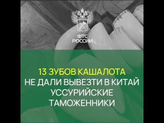 13 зубов кашалота не дали вывезти в Китай уссурийские таможенники