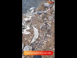 В Башкирии на берегу озера обнаружены тысячи мертвых рыб
