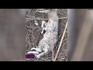 В Ростовской области местные обнаружили кладбище с распотрошенными кошками — люди боятся жить по сос