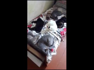 Видео от Группа помощи кошкам “НАДЕЖДА“ / город Волжский