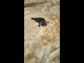 Video by Спасение тюленей