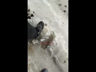 Оттаявший лед не стал преградой для рыбалки

Сегодня днём местные жители сняли на видео омича, который рыбачил на середине реки.