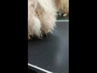 Видео от Зоосалон ЦЕЗАРЬ. Стрижка собак и кошек в Рязани