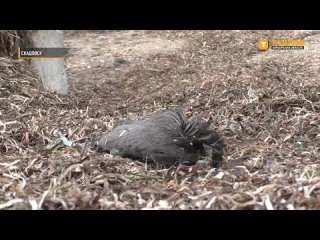 🦢Корреспонденты ТРК “Таврия“ рассказали, как жители Херсонской области заботятся о зимующих птицах