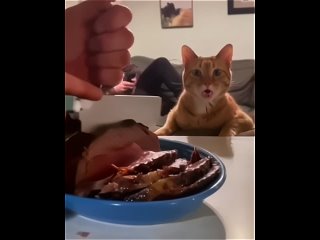 Кот обалдел от количества мяса