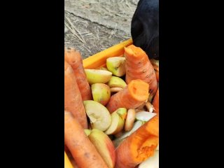 Видео от Пони И Кони .Обучение верховой езде