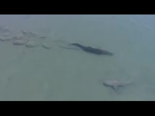 A saltwater crocodile and a bull shark passing by each other in the shallow tidal flats of Arnhem Land, Australia.