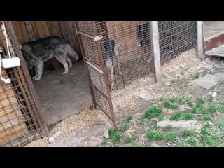 Видео от Приют для животных Счастливы вместе | Луганск