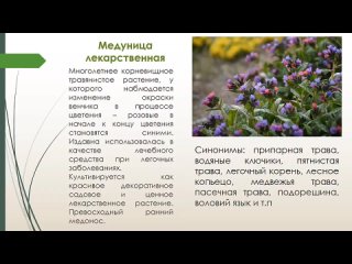 Раннецветущие растения Тульской области (1).mp4