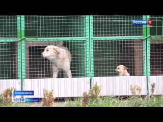 Способ контроля численности животных. Волонтеры и ветеринары из Новосибирска вместе с североосетинскими коллегами провели 300 бе
