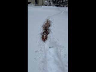 Видео от Американский булли