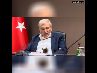Котёнок залез на мэра во время совещания по вопросу проведения праздника в Турции.   Во время заседа