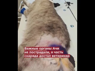 Кот по кличке Ачи спас свою хозяйку от ранения во время обстрела города Шебекино... - поиск Янде.mp4